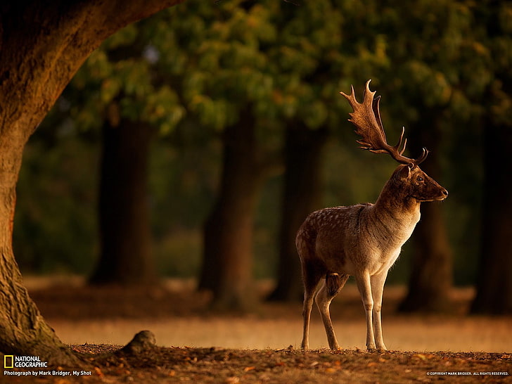 коричневый лось, олень, деревья, размытость, глубина резкости, осень, животные, рога, National Geographic, HD обои