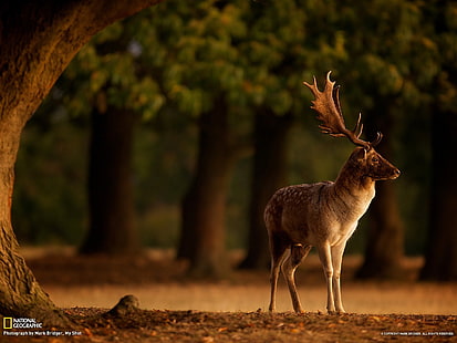 brązowy łoś, jeleń, drzewa, niewyraźne, głębia ostrości, jesień, zwierzęta, rogi, National Geographic, Tapety HD HD wallpaper