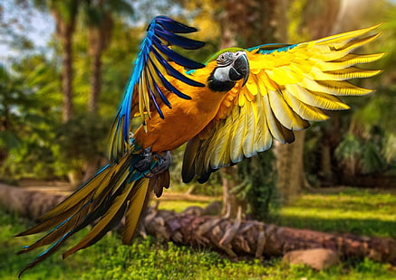 Kuşlar, Mavi ve sarı Amerika papağanı, Uçuş, Amerika papağanı, Papağan, HD masaüstü duvar kağıdı HD wallpaper