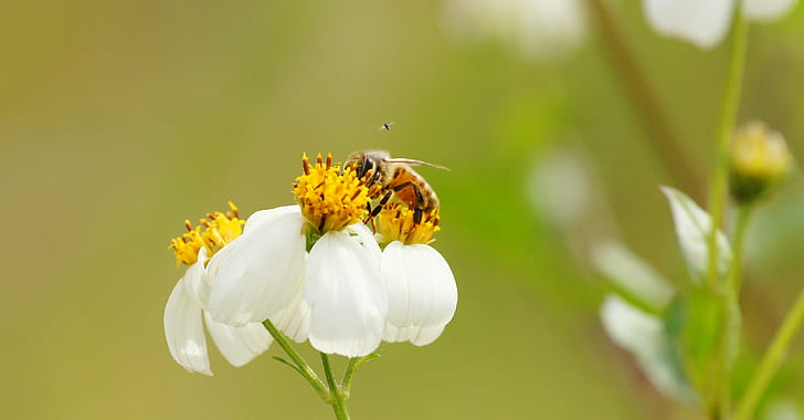 shallow focus photography of bee perched on white flower during daytime, Bee, Body Guard, view, full screen, shallow focus, photography, white flower, daytime, Sony DSLR A580, gnat, small, insects, invertebrate, wild flowers, Nature Photography, Florida, Circle B Bar Reserve, Polk County, humor, nature, insect, yellow, summer, flower, plant, close-up, animal, petal, HD wallpaper