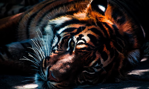 animal, zoológico, tigre, depredador, león, carnívoro, gato grande, animal salvaje, animal salvaje, zoológico, tigre, depredador, león, carnívoro, gato grande, Fondo de pantalla HD HD wallpaper