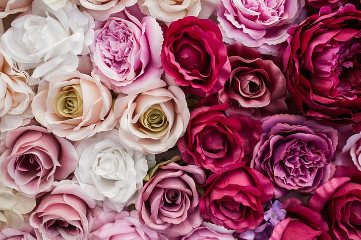 flowers, background, roses, white, buds, pink, decor, decoration, backgroud, HD wallpaper