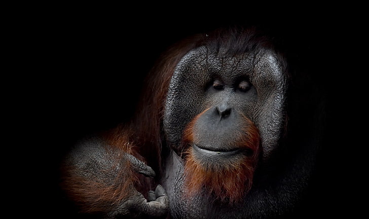 monkey, orangutan, primate, HD wallpaper