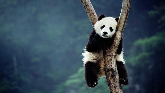 panda wielka, zwierzęta, gibon, ssak, mała panda, małpa, Tapety HD HD wallpaper