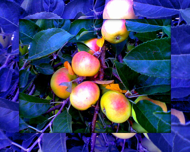 Ябълка на ден, плодове с розови и оранжеви ябълки, рамкирани, сини, ябълки, розови, 3d и абстрактни, HD тапет