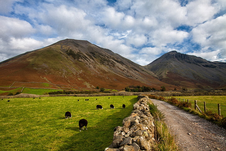 Cumbria, England, 4k, meadows, National Park, goats, Lake District, hills, 5k, HD wallpaper