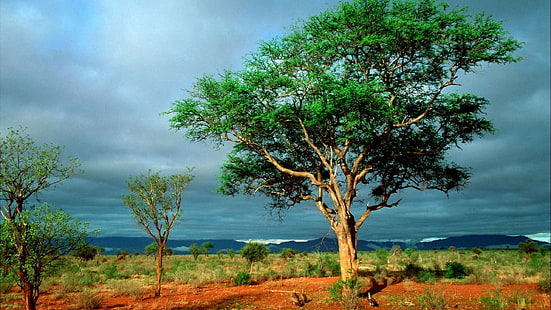 natur, 2560x1440, afrika, landschaft, hoch, auflösung, ultar 4k, HD-Hintergrundbild HD wallpaper