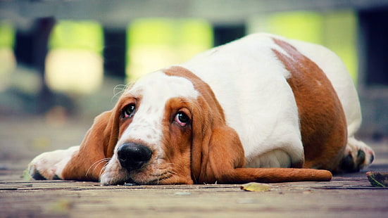 basset tan e branco adulto hound basset cão cão mentiras olhar, HD papel de parede HD wallpaper