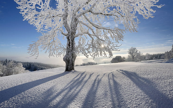Tree Winter Snow Frozen Frost Sunlight HD, natur, solljus, snö, vinter, träd, fryst, frost, HD tapet