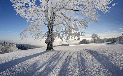 Tree Winter Snow Frozen Frost Sunlight HD, ธรรมชาติ, แสงแดด, หิมะ, ฤดูหนาว, ต้นไม้, แช่แข็ง, น้ำค้างแข็ง, วอลล์เปเปอร์ HD HD wallpaper