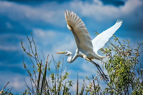 Bird Heron White, ave marina blanca con plumas, Best s, s, WHITE, WINGS, The SKY, STORK, BIRD, HERON, Animals s, s HD, Fondo de pantalla HD HD wallpaper