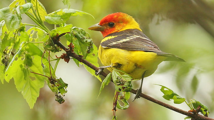 Uccelli, Tanager, Animale, Uccello, Ramo, Passeriforme, Tanager Occidentale, Sfondo HD