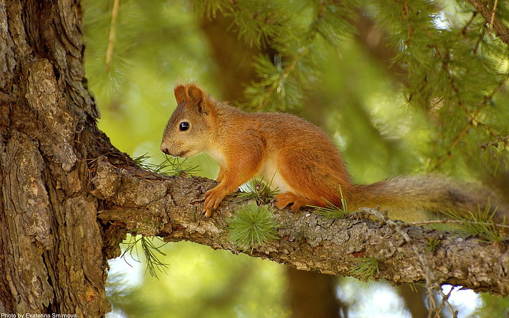 red squirrel, squirrel, pine, tree, summer, hunting, HD wallpaper