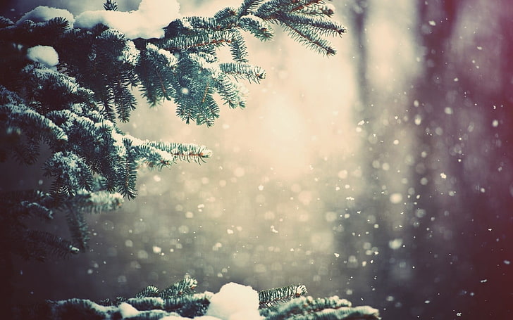 zielone drzewo, zamarznięte drzewa z bliska fotografia, zima, śnieg, drzewa, głębia ostrości, bokeh, rośliny, gałąź, Tapety HD