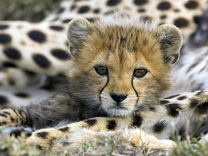 zwierzęta, niemowlęta, gepardy, Tapety HD HD wallpaper