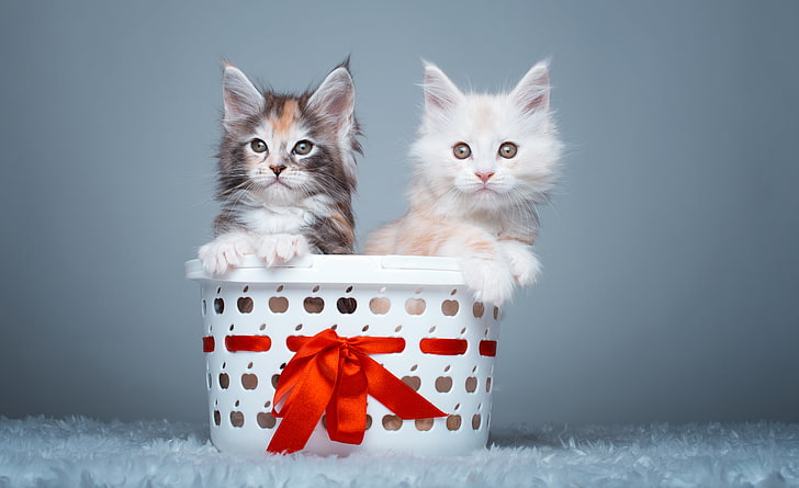 gatitos en blanco y negro, cesta, gatitos, una pareja, Maine Coon, Fondo de pantalla HD