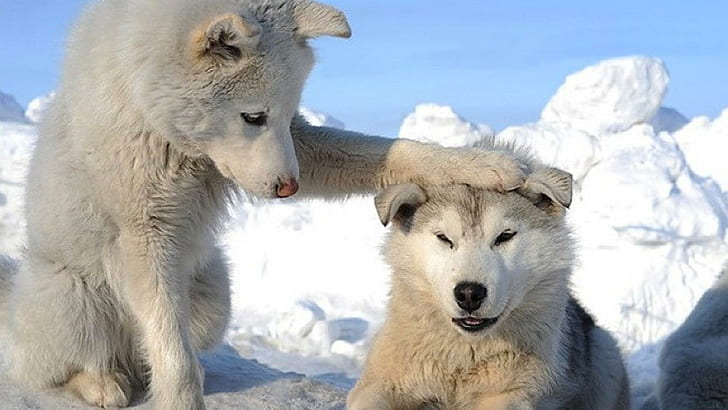 2 кученца от бяло хъски, хъскита, домашни любимци, животни, кучета, бели кучета, сняг, вълк, шейна, HD тапет