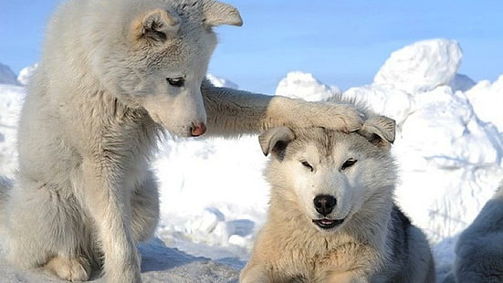 2 White Husky Valpar, huskies, husdjur, djur, hundar, vita hundar, snö, varg, slädhund, HD tapet HD wallpaper