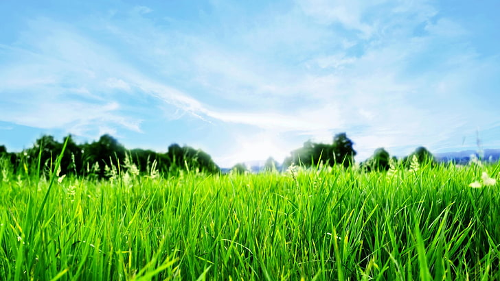 Paisaje verde, hierba verde de cerca cielo azul y nubes blancas Ultra fondo de pantalla 3840 × 2160, Fondo de pantalla HD