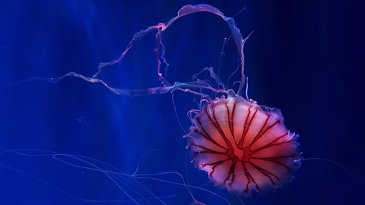 jellyfish, marine invertebrates, underwater, medusa, marine biology, HD wallpaper