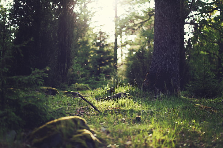brown tree trunk, forest, sunlight, nature, photography, trees, grass, rock, HD wallpaper