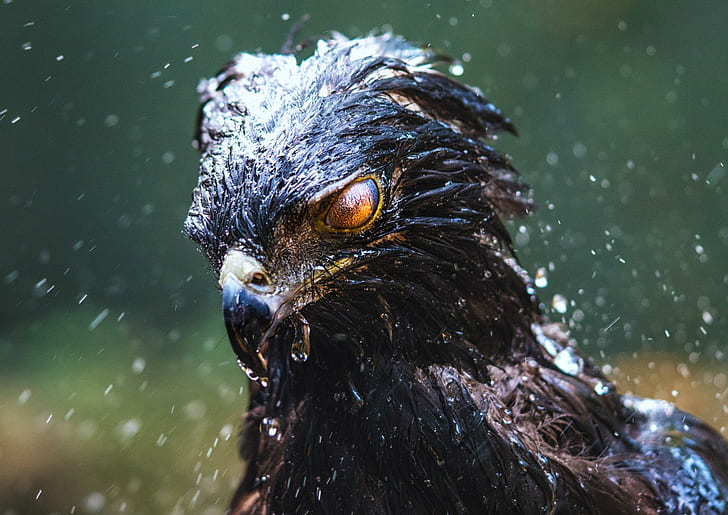 aigle, faucon noir, oiseaux, pluie, Fond d'écran HD