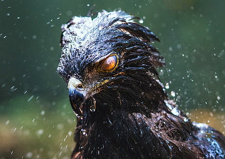 aigle, faucon noir, oiseaux, pluie, Fond d'écran HD HD wallpaper