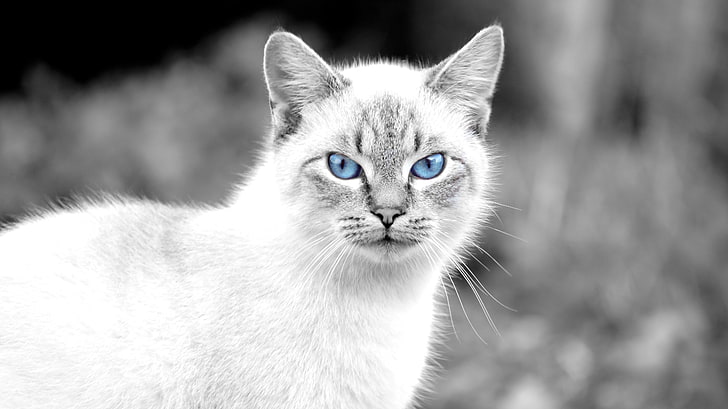 أبيض وأسود القط طباعة قميص طاقم الرقبة ، القط ، الحيوانات ، العيون الزرقاء، خلفية HD