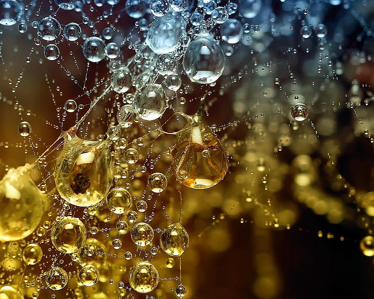 water balls illustration, cobweb, drops, dew, morning, HD wallpaper