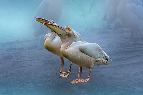 природа, животни, птици, пеликани, HD тапет HD wallpaper