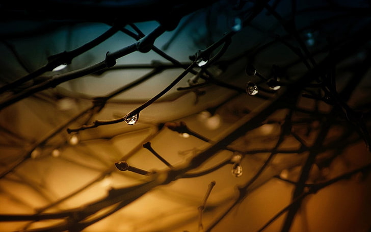 tree branches, raindrops in tree branches, nature, trees, water drops, macro, twigs, HD wallpaper