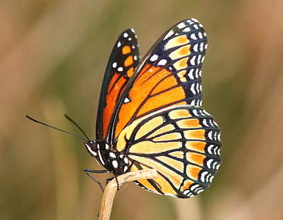 оранжевая бабочка, вице-король, апельсин, бабочка, limenitis archippus, Северная Каролина, округ Ричмонд, насекомое, бабочка - насекомое, природа, животное, животное Крыло, красота В природе, крупный план, разноцветные, HD обои HD wallpaper