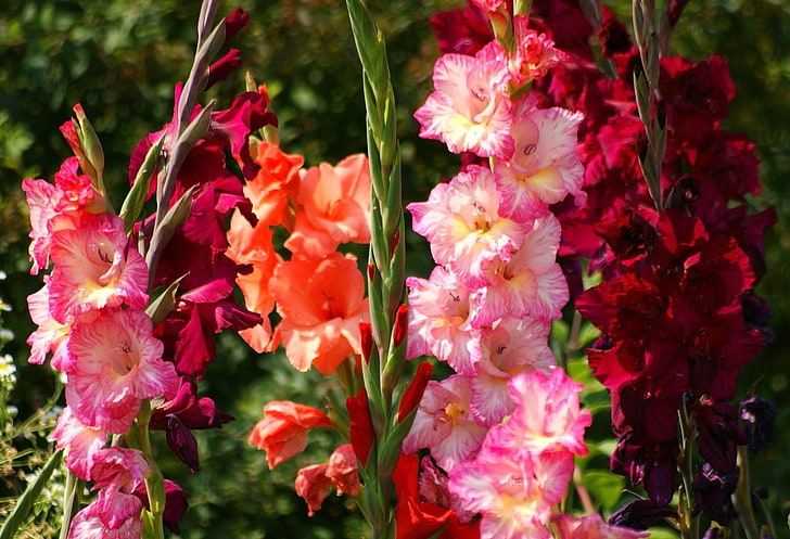 flores de pétalos de rosa y rojo, gladiolo, flores, brillante, macizo de flores, luz, Fondo de pantalla HD