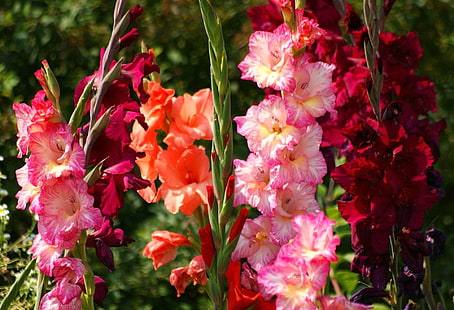 pink and red petaled flowers, gladiolus, flowers, bright, flowerbed, light, HD wallpaper HD wallpaper