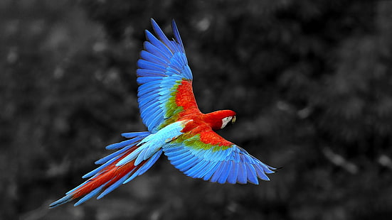 Macaw Colors HD, bird, colors, flying, macaw, parrot, rainbow, HD wallpaper HD wallpaper