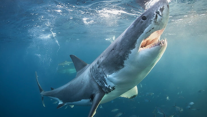 ฉลามขาวฉลาม, วอลล์เปเปอร์ HD