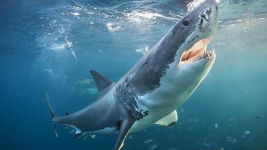 grande squalo bianco, squalo, Sfondo HD HD wallpaper