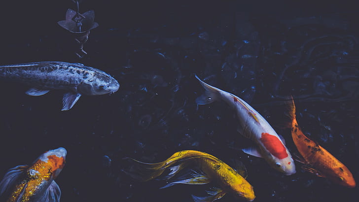 photography fish koi pond water, HD wallpaper