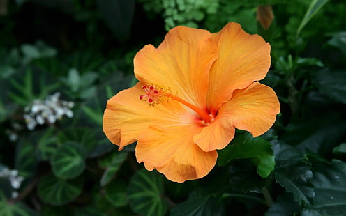 оранжевый цветок гибискуса, цветок, лепестки, апельсин, бутон, HD обои HD wallpaper