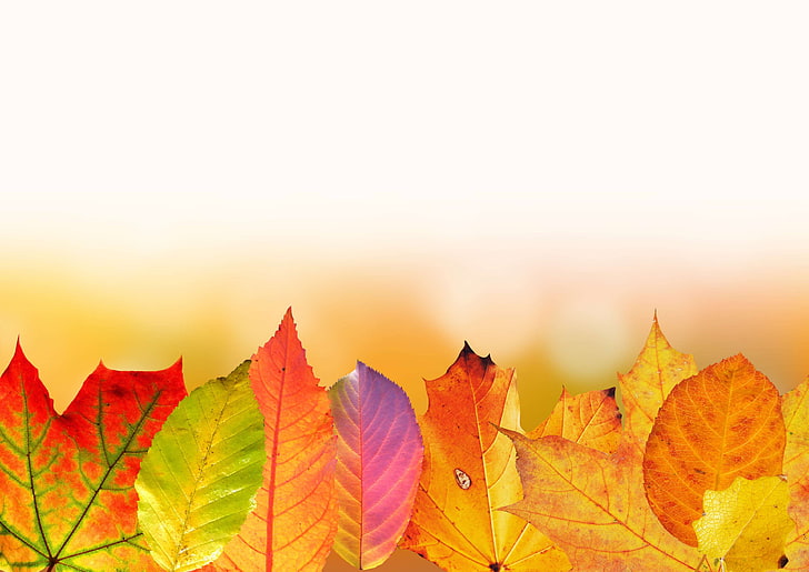 アルダーの葉、リンゴの木の葉、秋、秋の色、背景、ブナの葉、ボケ、カラフル、コース、秋の色、紅葉、基金、黄金色の秋、グラフィカル、葉、カエデの葉、 HDデスクトップの壁紙