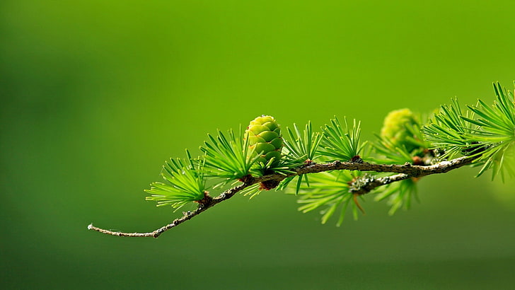 зеленолистно растение, иглолистно дърво, шишарки, макро, замъглено, зелено, фотография, HD тапет