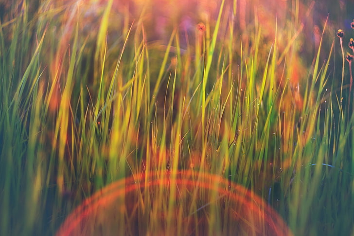 alam, rumput, suar lensa, bidang, hijau, bokeh, hujan, Wallpaper HD