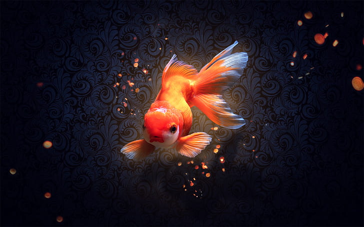 ikan mas, bingkai, Wallpaper HD