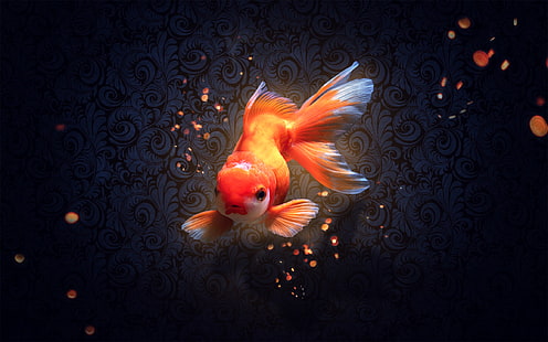 poisson rouge, cadre, Fond d'écran HD HD wallpaper