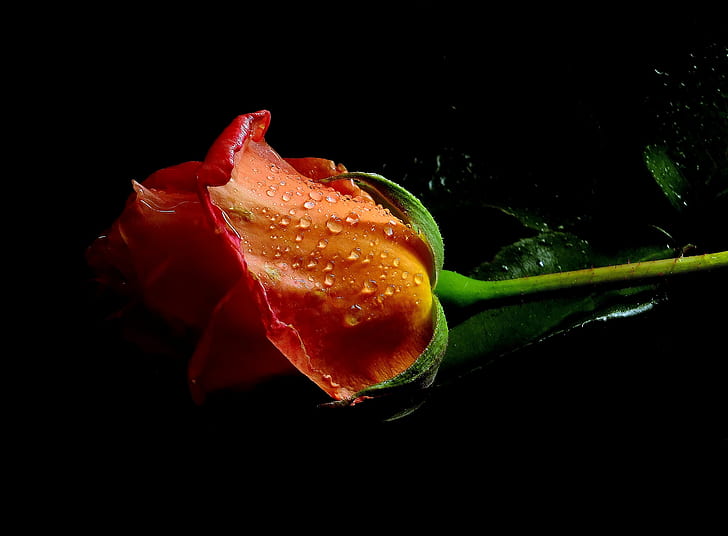 фотография красной розы, Исследуй, красная роза, фотография, fujifilm X-S1, макро, флорес, цветы, природа, роса, исследователь, Фото, красная, крупный план, лист, HD обои