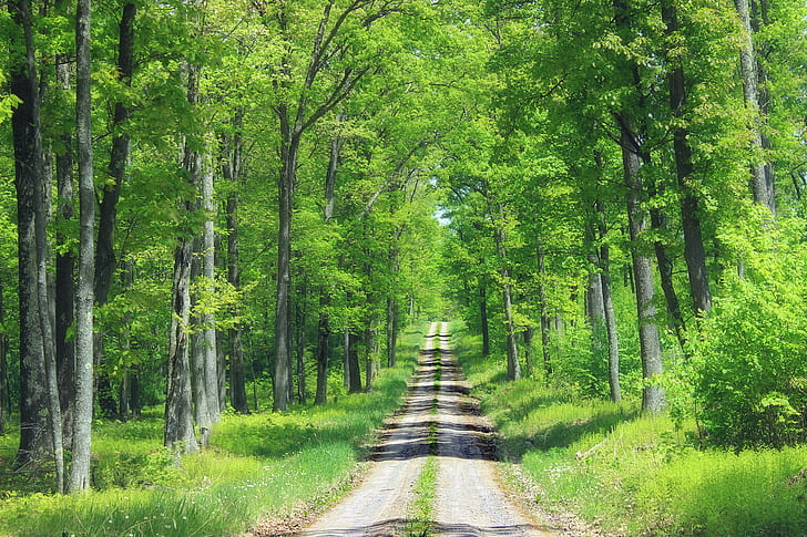 пейзажна снимка на път в зелена гора, Ridge Road, пейзаж, снимка, зелена гора, Пенсилвания, Center County, Sproul State Forest, Wilds, черен път, чакъл път, гори, дървета, умерено широколистна гора, природа, пролет, Creative Commons, гора, дърво, на открито, лято, зелен цвят, гориста местност, пешеходна пътека, HD тапет