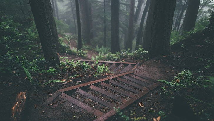 brązowe schody, zdjęcie brązowych drewnianych schodów i drzew, schody, las, zieleń, liście, sosny, drzewa, droga polna, natura, schody, Tapety HD