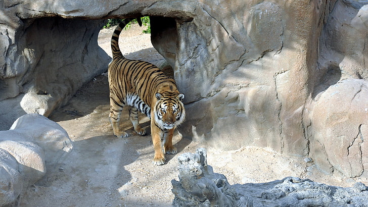 tigre en zoológico, Fondo de pantalla HD