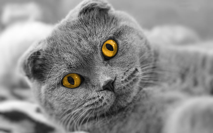 스코티시 폴드 고양이, 노란 눈, 스코티시, 배, 고양이, 노랑, 눈, HD 배경 화면
