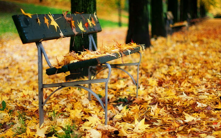 Autumn Park Bench, autumn, nature, park, bench, HD wallpaper
